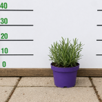 Levanduľa úzkolistá (Lavandula angustifolia) ´HIDCOTE´  kont. C1L